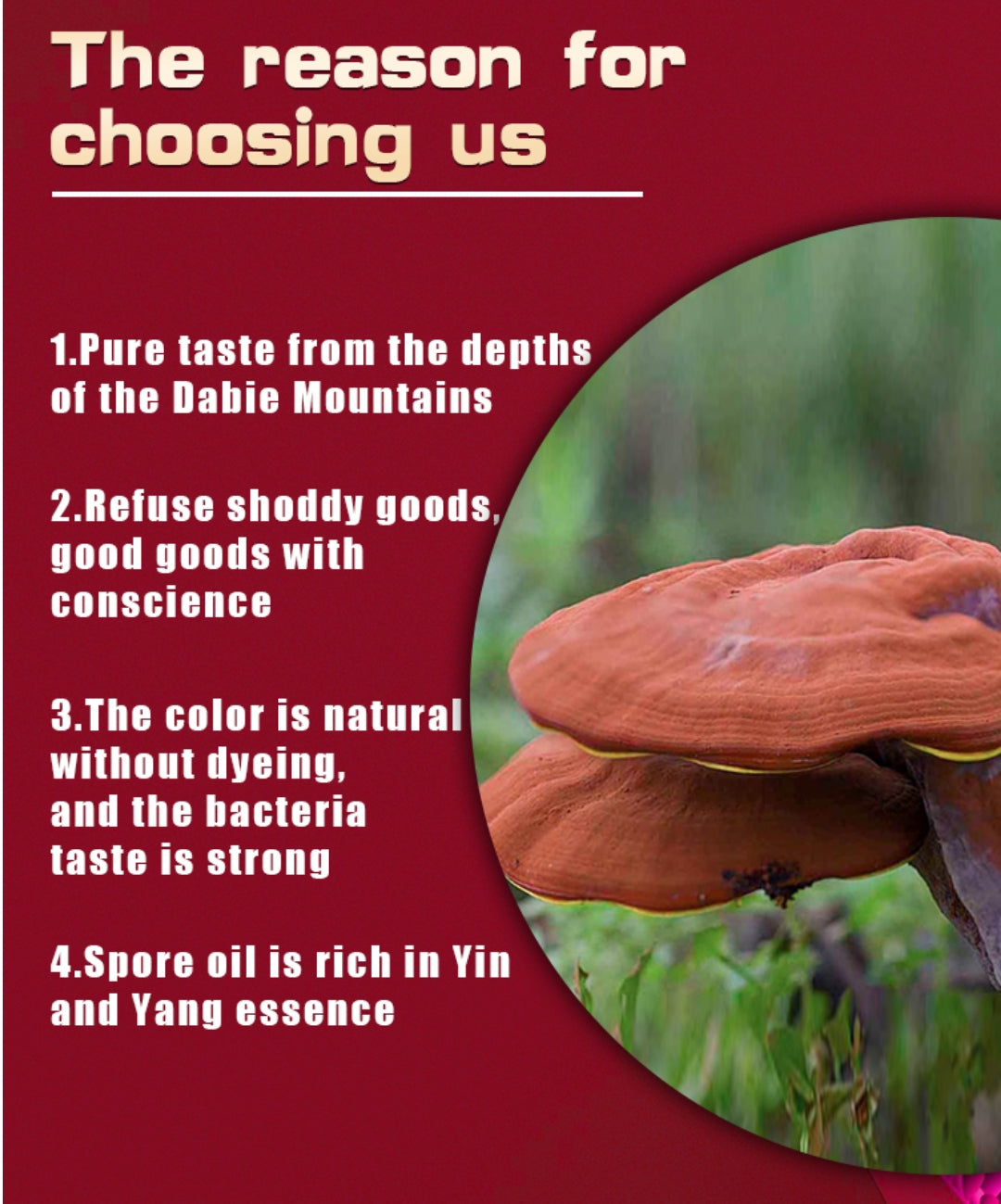 Ganoderma Lucidum Capsule | Dietary Supplement for Immunity, Anti-Aging, Cancer, Blood Sugar, and Depression